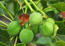 Image result for Jatropha schlechteri
