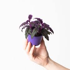 Image result for Gynura