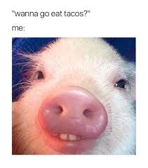 Pin By Grey S Mentality On Humor Funny Pig Pictures Cute Animals Funny Animal Pictures