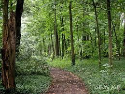 Arboretum Woods Lexington Ky This Was My Back Yard When I Was A Kid Arboretum Botanical Gardens Lexington