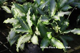 Image result for Murdannia stricta