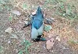 These viruses infect birds and — rarely — spread among humans. Bird Flu Alert In Rajasthan After Death Of Hundreds Of Crows
