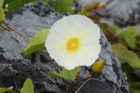 Image result for Merremia