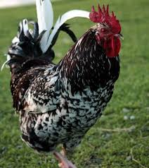 Black And White Speckled Chicken Name The Aloha Chicken Project Chickens Backyard Beautiful Chickens Fancy Chickens