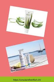 Für gewöhnlich wird die echte aloe etwa 60 bis 70 cm groß und 40 bis 50 cm breit. 71 Aloe Vera Pflanze Ideen Aloe Vera Pflanze Aloe Vera Aloe Vera Pflanze Pflege