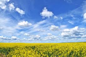 Access to the best life insurance quotes from lsm insurance has been helping albertans with all their life insurance and living benefits needs over. Cheap Car Insurance Quotes In Alberta Complete Car