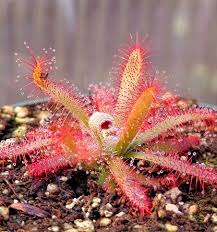 Image result for Drosera