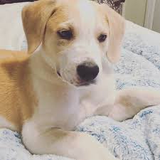 This is a very good watchman, vigilant and always on the alert. Jasper The Australian Shepherd Labrador Retriever Mix Dogperday Cute Puppy Pictures Dog Photos Cute Videos Holistic Pet Care