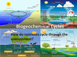 Biogeochemical cycles involve the fluxes of chemical elements among different parts of the earth: Biogeochemical Cycles Test Review Quiz Quizizz