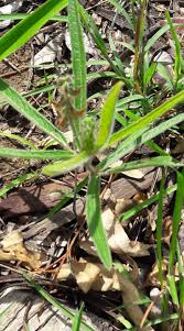 Image result for Eriosema pauciflorum