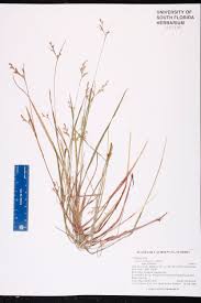Image result for Scleria sp.no.1