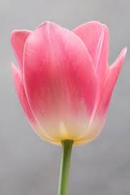 Tulip The Angle I Like The Most Tulips Flowers Beautiful Flowers Wallpapers Tulips Garden