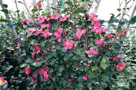 Camellia is a good choice for partial shade. Flowering Shrubs For Zone 9 Derrickandmelisa