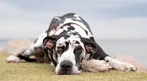 Best food ingredients for great danes. Best Dog Foods For Great Danes Puppies Adults Seniors