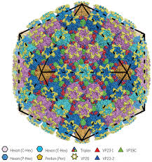 Founded in 1960, it now has 125 stores in the u.s. Cryo Em Structure Of A Herpesvirus Capsid At 3 1 A Science