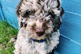 Australian labradoodle puppies, looking for their forever families! Labradoodle Appearance Size Temperament Exercise Shedding