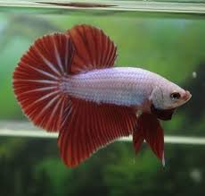 A Stunning White And Red Halfmoon Great Fins On This Guy Betta Bettacommunity Aquatics Bettaboxx Halfmoonbetta Betta Fish Betta Halfmoon Betta
