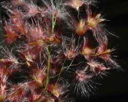 Image result for Melinis ambigua