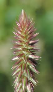 Image result for Achyranthes aspera