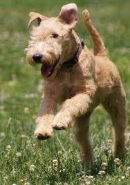 Black And Brown Terrier Breeds Wheat Colour Lakeland Terrier Lakeland Terrier Pitbull Terrier Dog Breeds