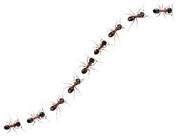 24 hour emergency and same day service. Lindsay Pest Control Exterminators Lindsay Peterborough Kawartha