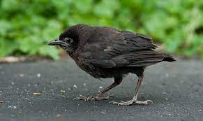 Baby Crow The Day After I Found The Robin I Arrived Home Flickr