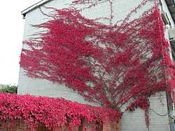 Image result for Parthenocissus quinquefolia