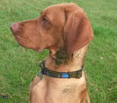 How to get rid of fox poo in garden. Why Do Dogs Roll In Fox Poo My Best Friend Dog Care