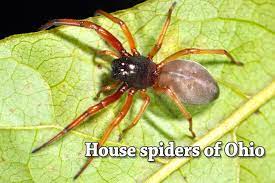 Learn all about spiders including spider identification, all the different types of spiders in north america, spider anatomy, spider life cycle, habitat, and more. House Spiders Of Ohio Seen These Lately Cleveland Com