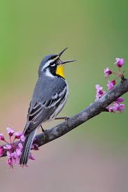 Birds Native To Pennsylvania Yellow Throated Warbler 8 Bird Breeds Beautiful Birds Wild Birds