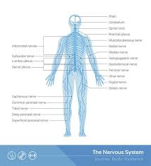 Human Nervous System Structure And Functions Explained With Diagrams Bodytomy