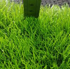 With this middle price range, it's extremely important to get samples because though some are finally, the most premium grass is more aligned with the cost of carpet and can cost £27 per. China Manufacturer Best Price Home Mat Decoration Synthetic Turf Artificial Grass Carpet China Carpets And Floor Carpet Price