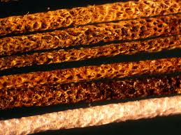 Image result for Acokanthera schimperi