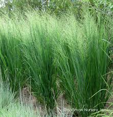 Image result for Panicum novemnerve