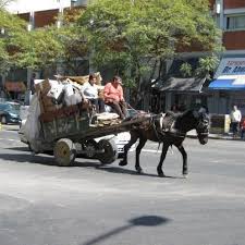 Allí los profesionales pintarán sus laterales de color. Peticion Presidente Mauricio Macri Sustitucion Total De Carros Con Caballos Por Motocargas Change Org