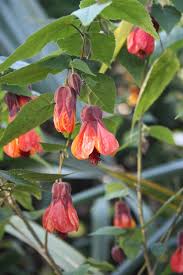 Image result for Abutilon