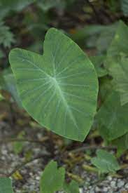 ►alle taro wurzeln/rhizome haben gekeimt und pflanztriebe ausgebildet. Taro Pflanzen Pflegen Ernten Freudengarten