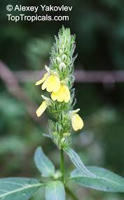 Image result for Justicia odora