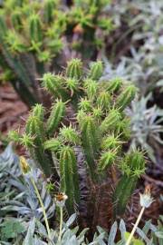 Image result for Monadenium torrei