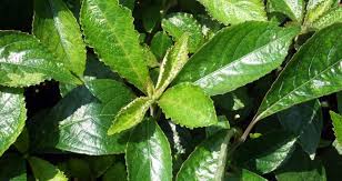 Di malaysia, pokok ini lebih dikenali dengan nama pecah kaca, pecah beling atau jin batu. Khasiat Daun Pecah Beling Inilahtasik Com