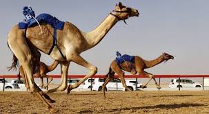 A glimpse into camel racing in dubai. In Pictures The Rich Heritage Behind Uae S Camel Racing Season Scoop Empire