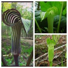 Image result for Arisaema