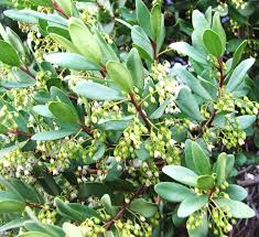 Image result for Euclea