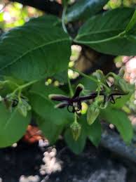 Image result for Periploca