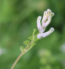 Image result for Fumariaceae