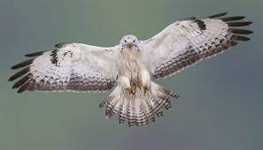 De buizerd is een grote en gezette roofvogel, die meestal zittend op een paaltje of laag in een boom, in of bij open landschap gezien wordt. Buizerd Natuurfotografie