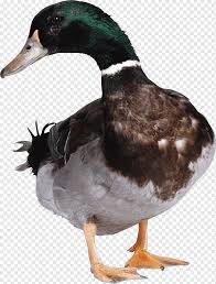 Maybe you would like to learn more about one of these? Duck Hunt American Pekin Duck Animals Fauna Bird Png Pngwing