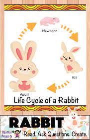 Life Cycle Of The Rabbit Forest Animal Inquiry Based Learning Includes Lapbook Making Guide Craft Patter Animal Crafts For Kids Rabbit Crafts Life Cycles