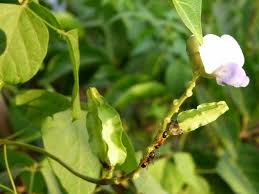 Image result for Psophocarpus scandens