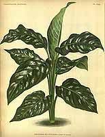 114108 Dieffenbachia Seguine Jacq Schott As Dieffenbachia Picturata L Linden Rodigas L Illustratio Bladplanten Botanische Prenten Botanische Tekening